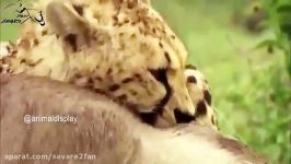 شکار وحشیانه خونین گوزن یالدار توسط 2 یوزپلنگ چالاک