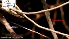 شکار سریع حیرت انگیز سوسمار توسط مار درختی سمی مهلک