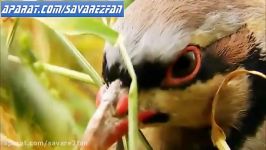 شکار حیرت انگیز تماشایی پرنده توسط عقاب تیزبین