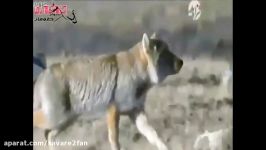 شکار جالب تماشایی موش صحرایی توسط روباه زیرک چالاک