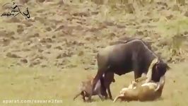شکار وحشیانه همزمان گوزن یالدار توسط ماده شیر کفتار