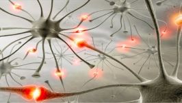 How We Learn  Synapses and Neural Pathways