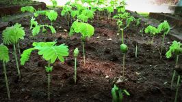  How to grow a forest in your backyard  Shubhendu Sharma 