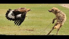 Most vicious Hawk and Eagle Attacks on Dogs