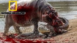 Wild Crocodile Attacks National Geographic Crocodile Documentary