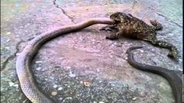 Videos Snake VS Frog  Most Amazing Wild Animal Attacks