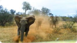 Elephant ATTACKS Safari Jeep  EXCLUSIVE Footage Never Before Seen