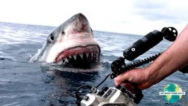 5 Horrifying Shark Encounters Caught On GoPro