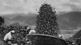  Scent of a Dream. Sebastião Salgado and illycaffè the story of a shared project 