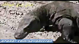 شکار وحشیانه بیرحمانه بوفالو توسط اژدهای کومودو