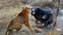 حمله ببر بنگال به خرس  رسانه تصویری وی گذر