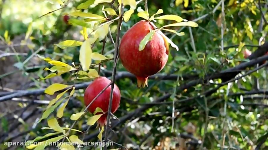 دومین جشنواره انار ارسنجان یاقوت های سرخ