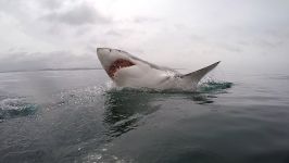 Great White shark diving  South Africa