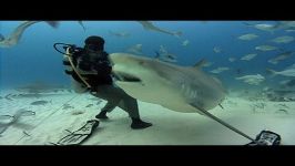 Bull Sharks  JONATHAN BIRDS BLUE WORLD