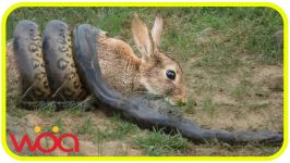 Mom Rabbit vs Snake save her baby