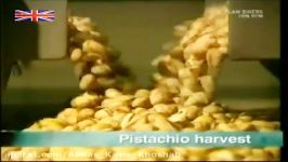 Introduction to Iranian Pistachio nut