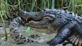 Floridas Venomous Snakes 1010  Diamondback Rattlesnake