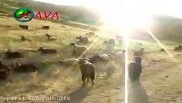 آهنگی به زبان کُردی توسط فاروق خسروی، هنرمند نابینا