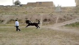 کوهستان سیلمی کردفروشی