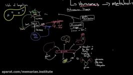 پاتوفیزیولوژی دیابت نوع 1