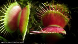 ونوس مگس خوار  Venus flytrap