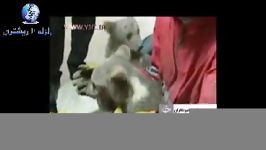 پیدا شدن 4 توله شیر 2 بچه خرس در مشهد