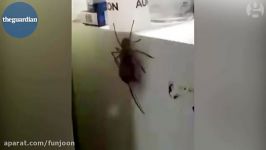 یک عنکبوت غول آسا به خانه یک مرد استرالیایی رفته بود