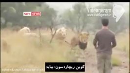 مردی خانواده شیر ها زندگی میکند..