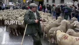 جشنواره چرگشت انتقال بیش 2000 گوسفندبه چراگاه ها