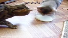 دو گربه پررو باحال