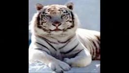 Siberian Tiger