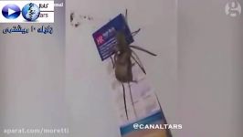 عنکبوت غول آسا در خانه مرد استرالیایی