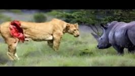 شیر در مقابل کرگدن در مقابل تمساح در مقابل پلنگ مبارزه