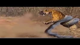 Giant Anaconda vs Lion vs Tiger vs Python  Wild Animal Attacks #1