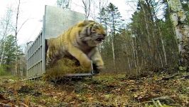 Incredibly Rare Siberian Tiger Release  GoPro Video of the Day