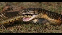 NEW Anaconda Attack King Cobra  Wild Animals Attack  Video