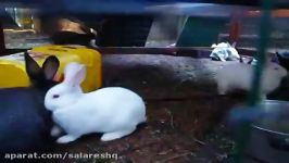 خوشگل ترین نازترین خرگوش های دنیا جدید یوتیوب 1