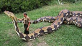 Biggest Python Snake  Giant Anaconda  Worlds Biggest Snake Found in Amaz