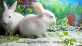 خوشگل ترین نازترین خرگوش های دنیا جدید یوتیوب 2