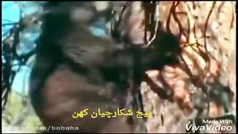 حمله ناموفق پوما به خرس سیاه