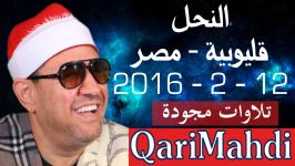 النحل  محمد المهدى شرف الدین  قلیوبیة  مصر 2016