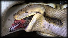 Python Eats Duck 01  Snake Kills Bird