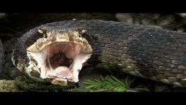 Cottonmouth vs Rattlesnake 01  Snake Eats Snake