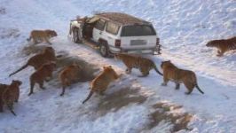 Harbin Tiger Park tiger leaps 20 feet for pheasant