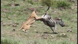 lion injured badly with zebra kick