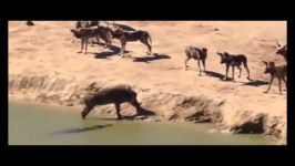  Crocodile Attack Warthog  Bloody Fight Compilation 2015   Amazing animals  YouTube    ا