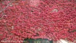 رنگ روی پاییز در شهرستان مرزی پارس آباد