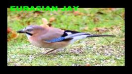 Bird Sounds with Bird Names