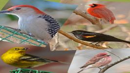 Identify Your Common Backyard Birds