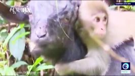 فیلم  تصاویری جالب پرطرفدار بچه میمون بُز سوار